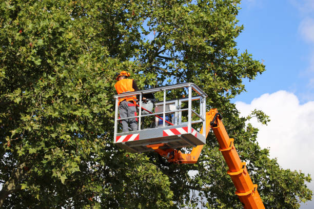 Best Tree Trimming and Pruning  in Paincourtville, LA