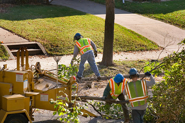 Best Tree Mulching  in Paincourtville, LA